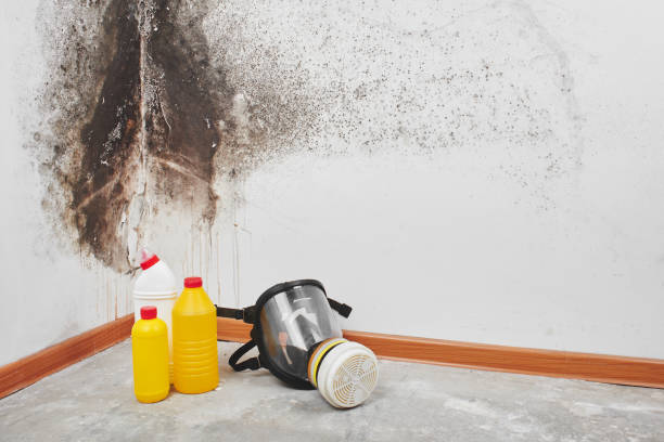 Mold Testing and Removal in Ewa Gentry, HI