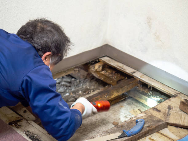 Best Mold Cleaning Services  in Ewa Gentry, HI