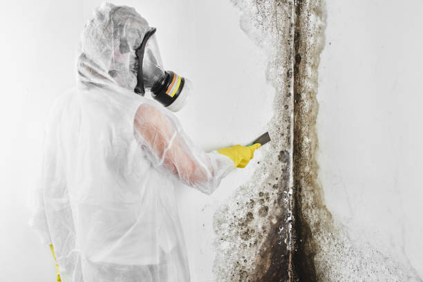 Professional Mold Removal in Ewa Gentry, HI