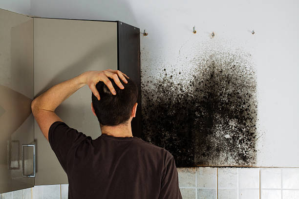 Best Emergency Mold Removal  in Ewa Gentry, HI